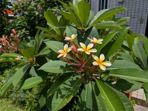 a plant with yellow and white flowers on it at ハレマヤ 一軒家 Haremaya in Ishigaki Island