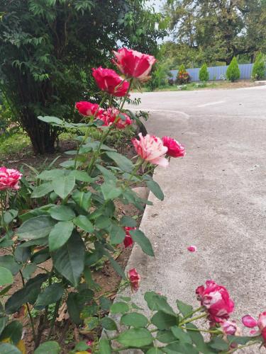 Jardín al aire libre en Kisa