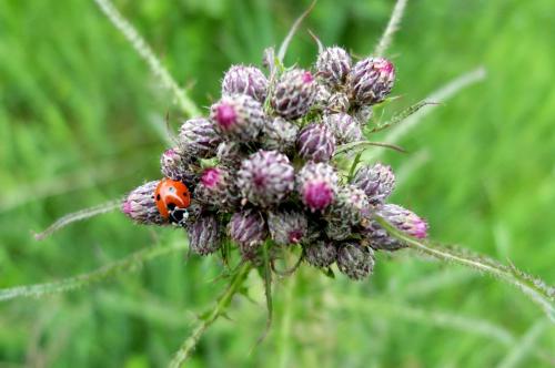 a ladybug sitting on top of a purple flower at Maison d hôtes "Aux Légendes d Ardenne" in Carlsbourg