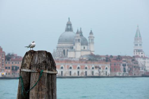 a bird sitting on top of a wooden post in the water at Ca' San Polo - Ferretti Hotels Collection in Venice