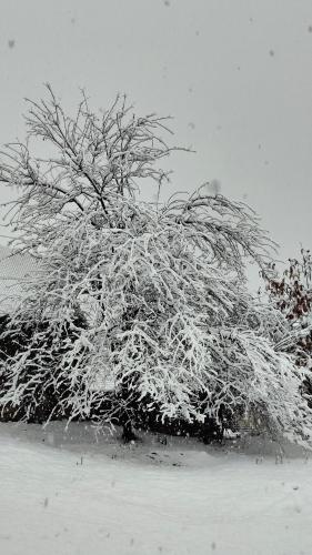 a bush covered in snow in the snow at Panorama Prespes in Agios Germanos