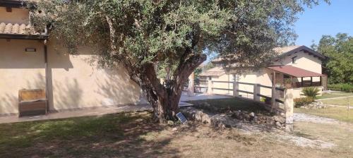 a tree in a yard next to a house at Bluiaia case vacanze tropea in Caria