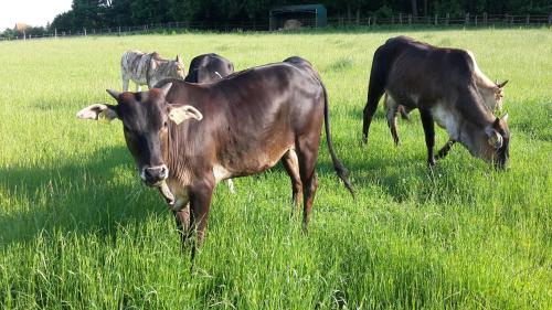 a group of cows grazing in a field of tall grass at Ranch 79 in Smědčice