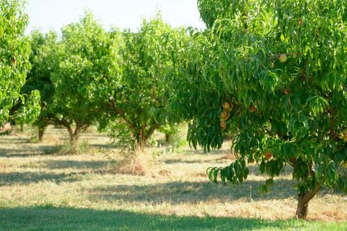 a row of orange trees in a field at il Frutteto in Pietrasanta