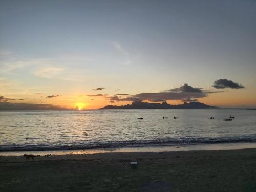 a dog walking on the beach at sunset at Muriavai Beach in Punaauia