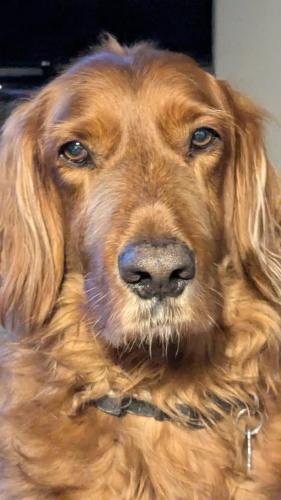 a close up of a dog looking at the camera at Ballyhade Cottage in Carlow