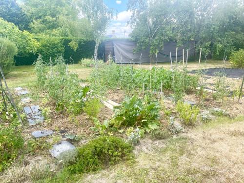 a garden with some plants in the yard at Le Logis du pic vert in Saint-Mathurin