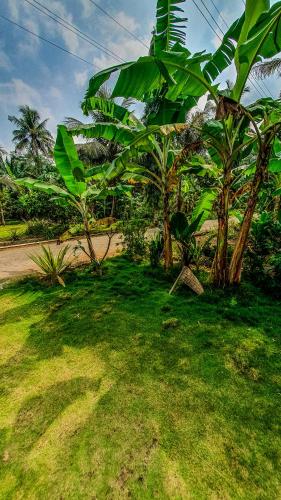 a field of green grass with palm trees and a dirt road at Rumah Gaharu - Wetan 