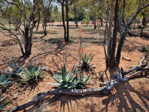 a group of plants and trees in a field at Masorini Bush Lodge & Safari Tents in Phalaborwa