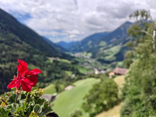 a red flower sitting on top of a plant at Schlossberg in San Leonardo in Passiria