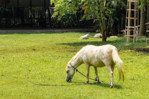 a white horse grazing in a field of grass at Aayush Resort in Kālundri