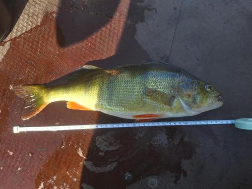 a fish on a table with a measuring stick at Fish and sleep - lake house in Alūksne