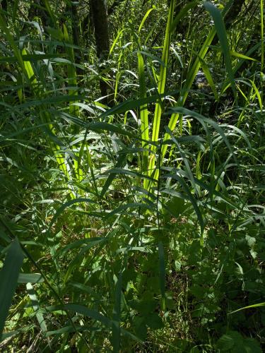 a group of tall green plants in the grass at Field Edge Barn in Silverdale
