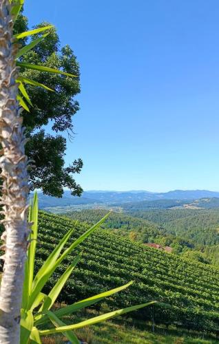 a palm tree in front of a vineyard at Apartment mit Pool und Aussicht in Kitzeck im Sausal