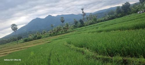 a field of green grass with mountains in the background at Puri Ma'u Beach & Bungalows in Boba