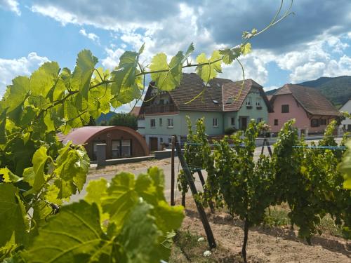 a row of houses in a vineyard with trees at Au Jardin d'Edel Gîtes Centre Alsace in Dieffenthal