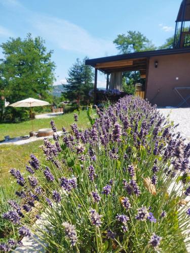 Jardí fora de Perla Accommodation