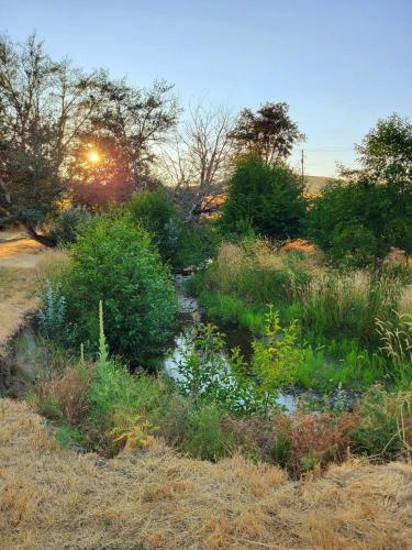a stream in the middle of a field with plants at 8 Mile Farm Bed & Breakfast in The Dalles