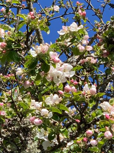 a tree with white and pink flowers on it at Plogstorp in Kilsmo
