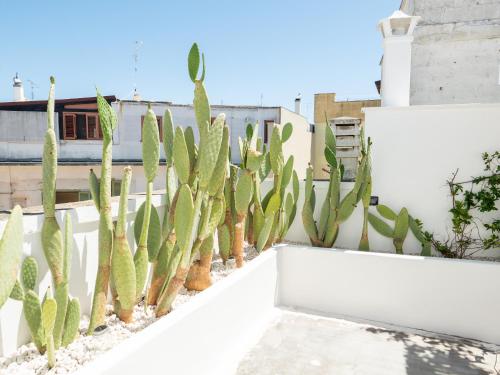 a row of cactus on a white fence at Dimora Storica Palazzo Didonna in Rutigliano