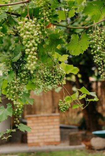 a bunch of green grapes hanging from a tree at Zöldorom Vendégház Verőce in Verőce