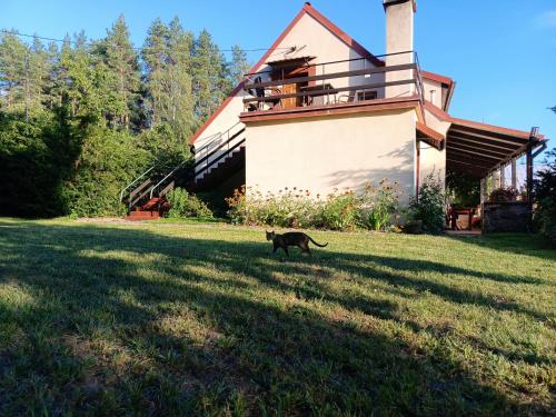 a cat walking in the grass in front of a house at Gospodarstwo agroturystyczne MARKO , pokoje Guja in Guja