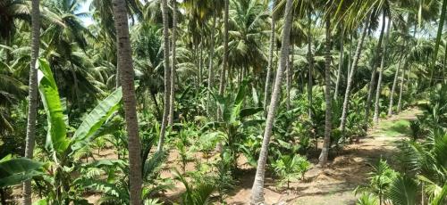 a path through a palm forest with palm trees at Limra Farm House in Pollāchi