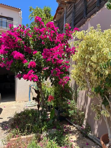 a bunch of pink flowers on a tree in a yard at Bloom Garden Apartment in Methoni