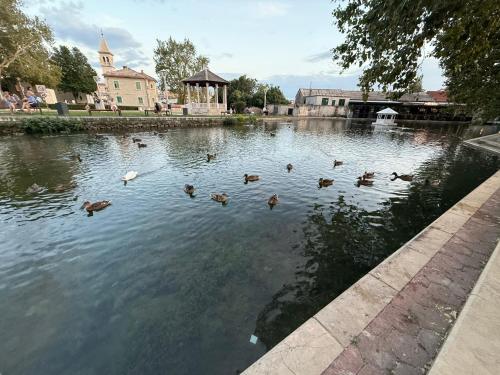 a group of ducks swimming in a pond at Apartman MIG in Solin