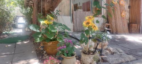 Un jardín fuera de בריאה