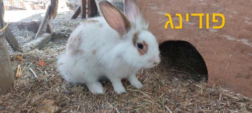 Animales en el campamento o alrededores