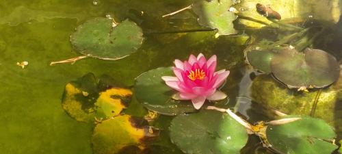 Un jardín fuera de בריאה