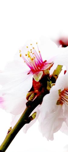 a close up of a white flower at Silenza B&B, Charme, Comfort e Relax nel Gargano in Mattinata