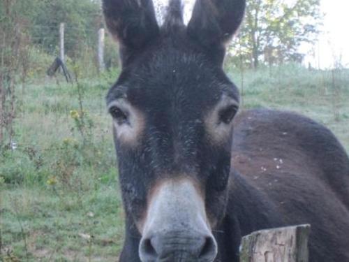 a donkey is standing in a field with its face at Gîte Familial avec Cascade, Pêche, Activités et Proximité de Vichy - FR-1-489-21 in Barrais-Bussolles