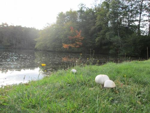 three mushrooms in the grass near a body of water at Gîte Familial avec Cascade, Pêche, Activités et Proximité de Vichy - FR-1-489-21 in Barrais-Bussolles