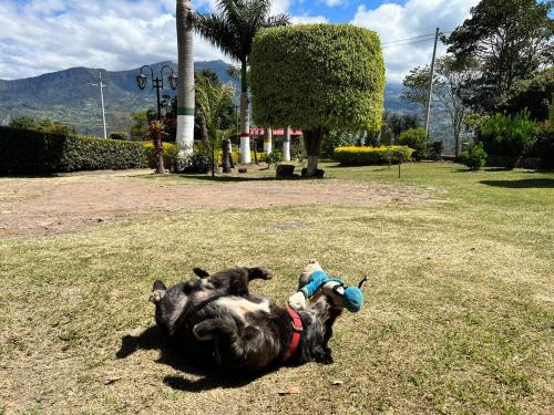 a dog laying in the grass with a stuffed animal at Hospedaje Campestre Las Palmas 101 in Choachí