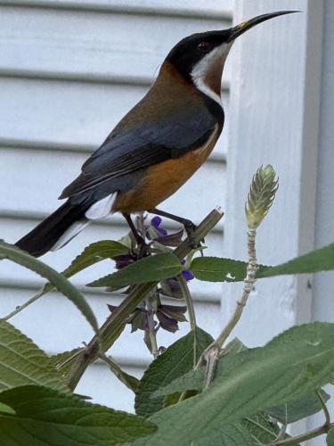 a bird perched on top of a tree branch at The Castle - Villa by the Sea in Cowes