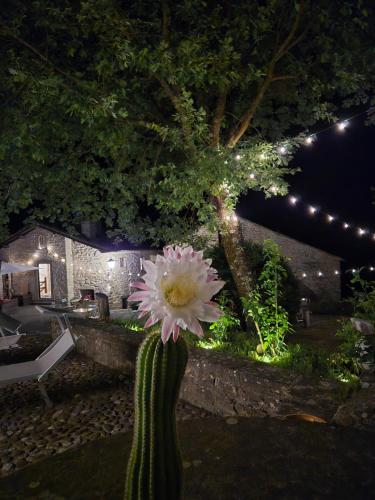 a vase with a flower in a yard at night at Borgo Corniola B&B Naturista in Marradi