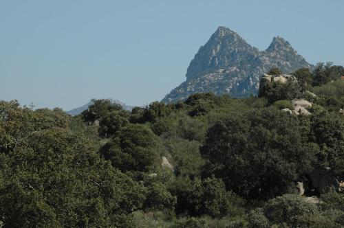 a forest of trees with a mountain in the background at Il Nuraghe del lago Coghinas in Oschiri