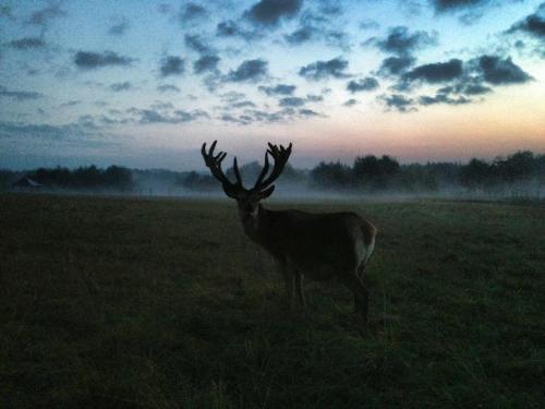a deer standing in a field at sunset at More Guesthouse in More