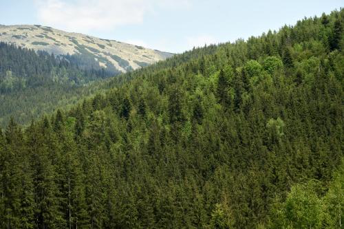 a forest filled with lots of green trees at Goral Hotel & Spa in Bukovel