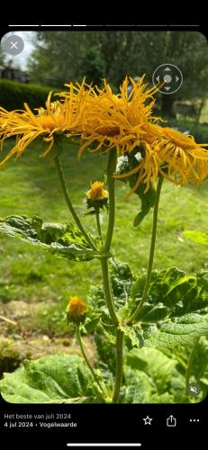 a close up of a yellow flower on a plant at B&B de Tol in Hulst