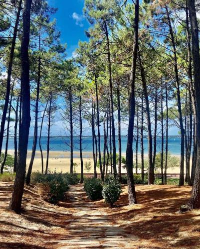 a path through a wooded area with trees at Cottage Prestige 641 in La Teste-de-Buch