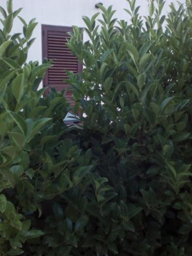 a tree with green leaves in front of a building at B&B Alicino in Cerfignano