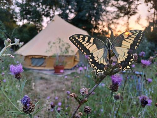 Κήπος έξω από το Natuurglamping 't Wijland