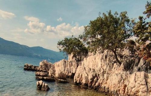 a rocky shore with trees and the water at Villa Imortele aria with pool by Villas Guide in Cres