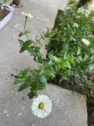 a white flower on the ground next to some plants at Al Mubeen home stay in Nishāt