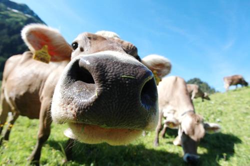 a close up of a cow sticking its nose at Gästehaus Fritz in Mittelberg