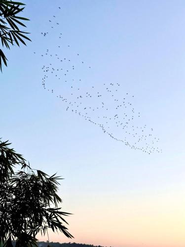 a flock of birds flying in the sky at Midsummer Night Dreams in Canacona