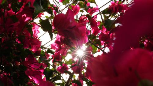 a bunch of pink flowers with the sun behind them at Hotel Casa Bougainvillea in Sóller